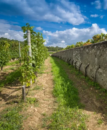 Vignes Saumur Vignes Saumur